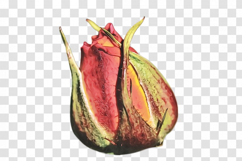 Plant Nepenthes Leaf Flower Tree - Carnivorous - Bud Flowering Transparent PNG