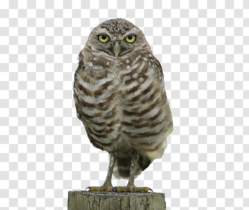 Burrowing Owl T-shirt - Burrow - Back Transparent PNG