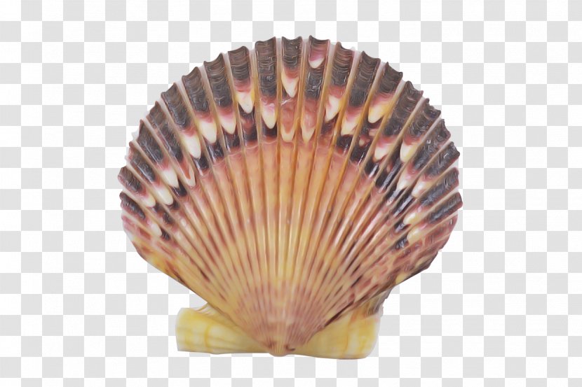 Shell Cockle Scallop Bivalve Clam - Seafood - Hand Fan Transparent PNG