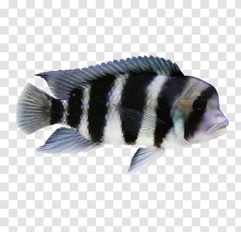 Goldfish Ornamental Fish Cichlid - Fishkeeping Transparent PNG