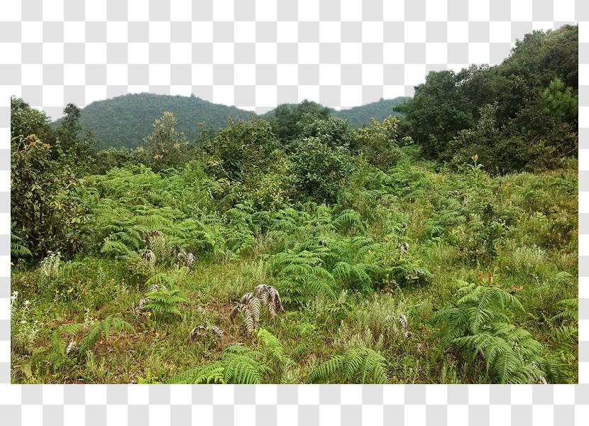 Shulin District Woodland Shrubland - Rainforest - A Disorderly Forest Transparent PNG