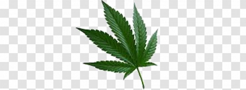 Marijuana Cannabis Sativa Ruderalis Leaf - Herbalism Transparent PNG