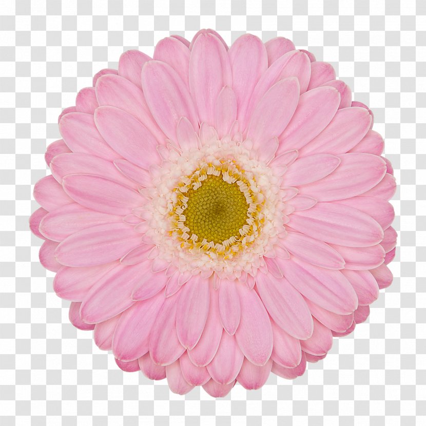 Transvaal Daisy SRAM Corporation Red Bicycle Color - Pink - Gerbera Transparent PNG