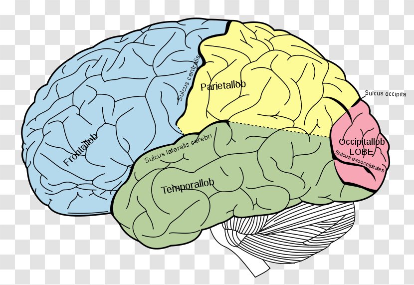 Human Brain Body Cerebrum Child - Frame Transparent PNG