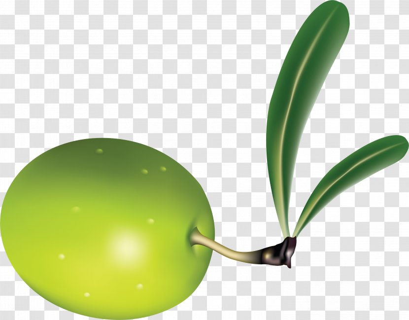 Olive Branch Fruit - Plant Transparent PNG