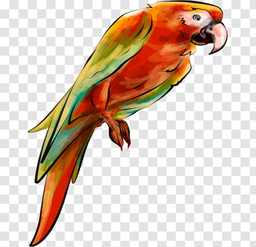 Parrot Clip Art Bird Drawing - Parrots Transparent PNG