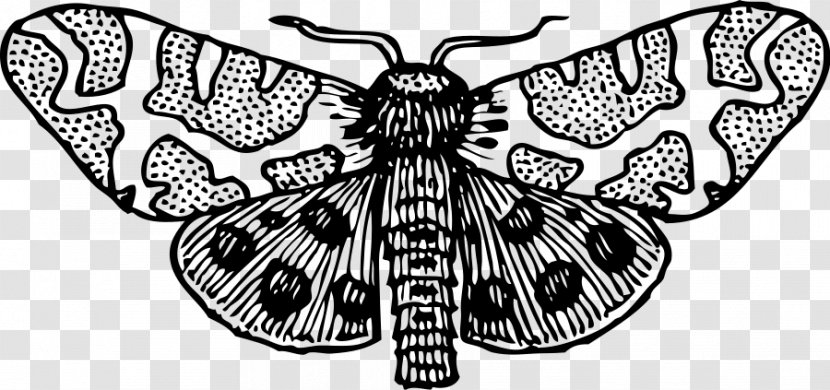 Giant Leopard Moth Luna Clip Art - Arthropod - Cliparts Transparent PNG