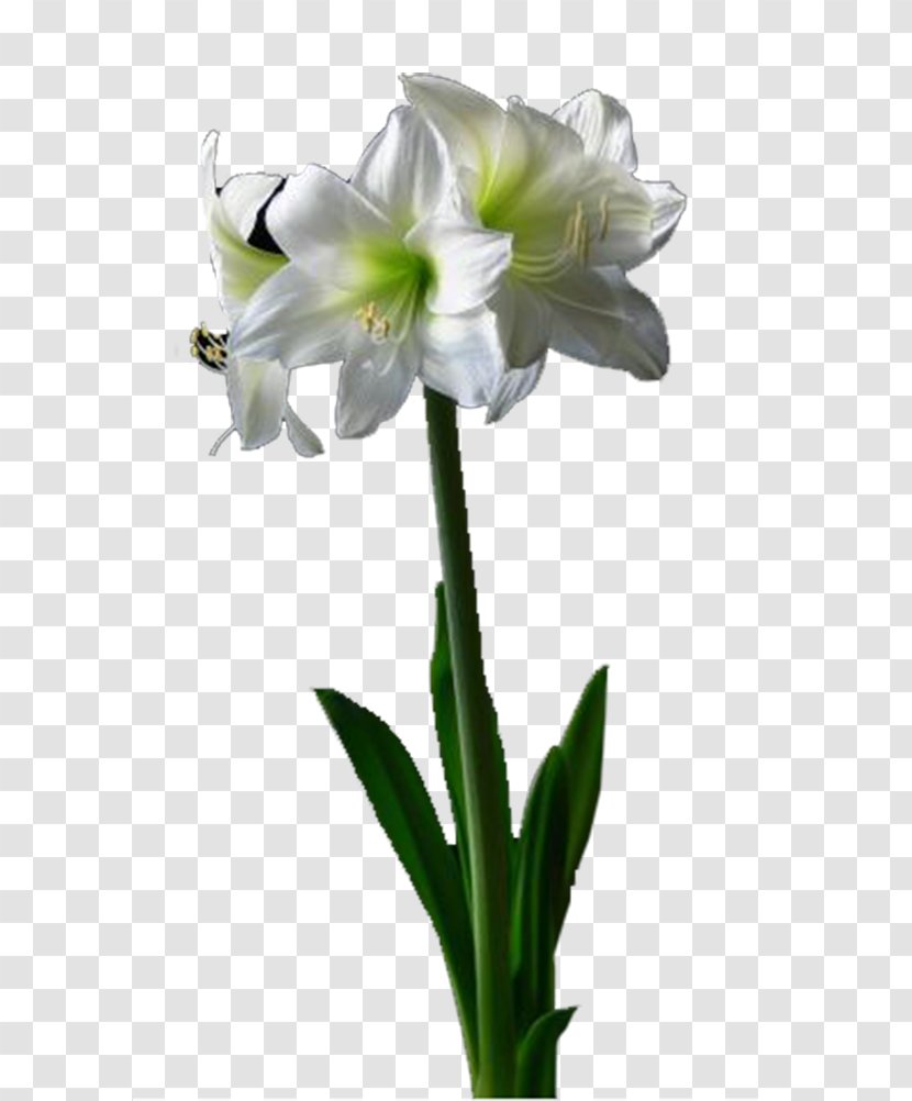 Amaryllis Belladonna Lilium Cut Flowers - Search Engine - Lily Transparent PNG