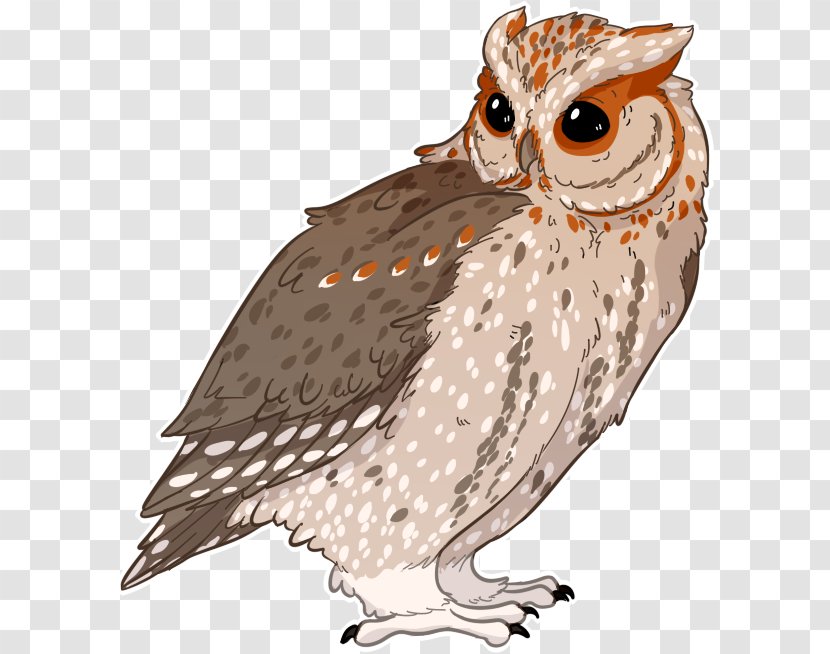 Owl Illustration Fauna Beak Feather - Wing Transparent PNG