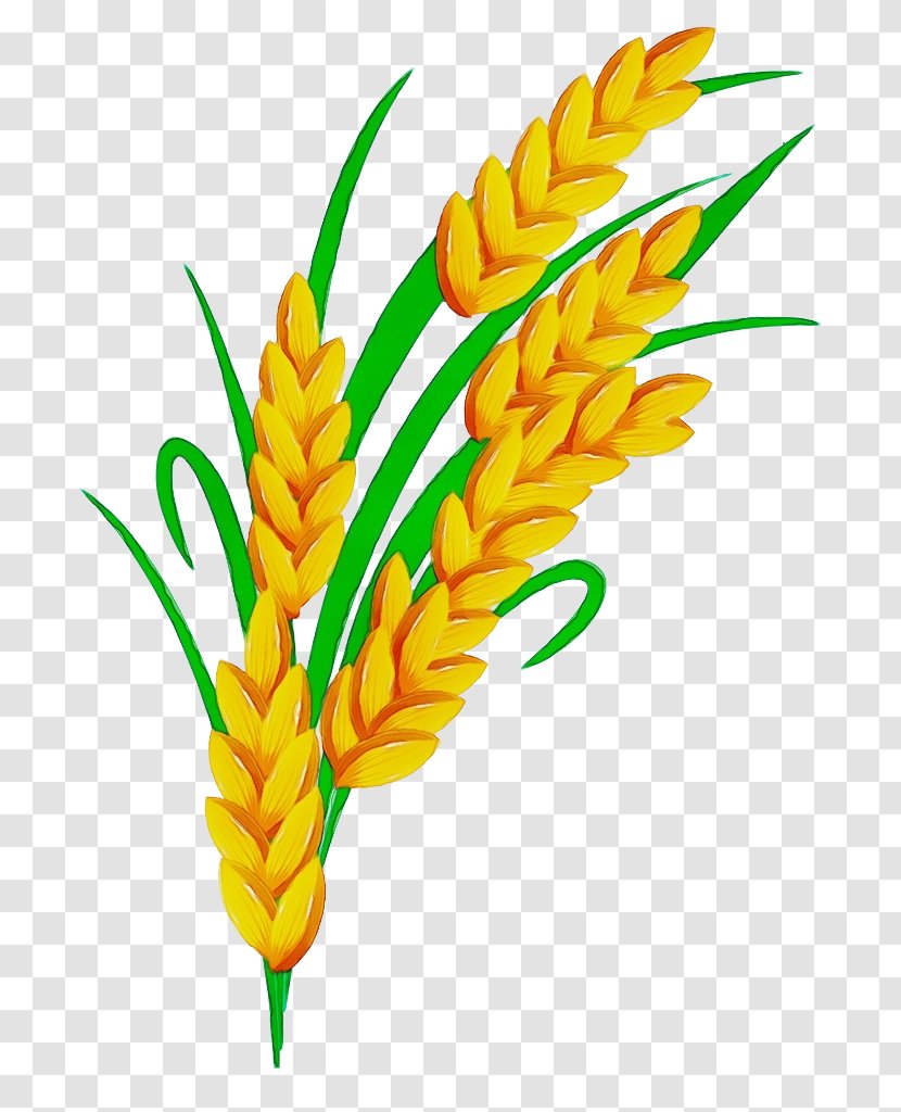 Wheat - Flower - Pedicel Transparent PNG