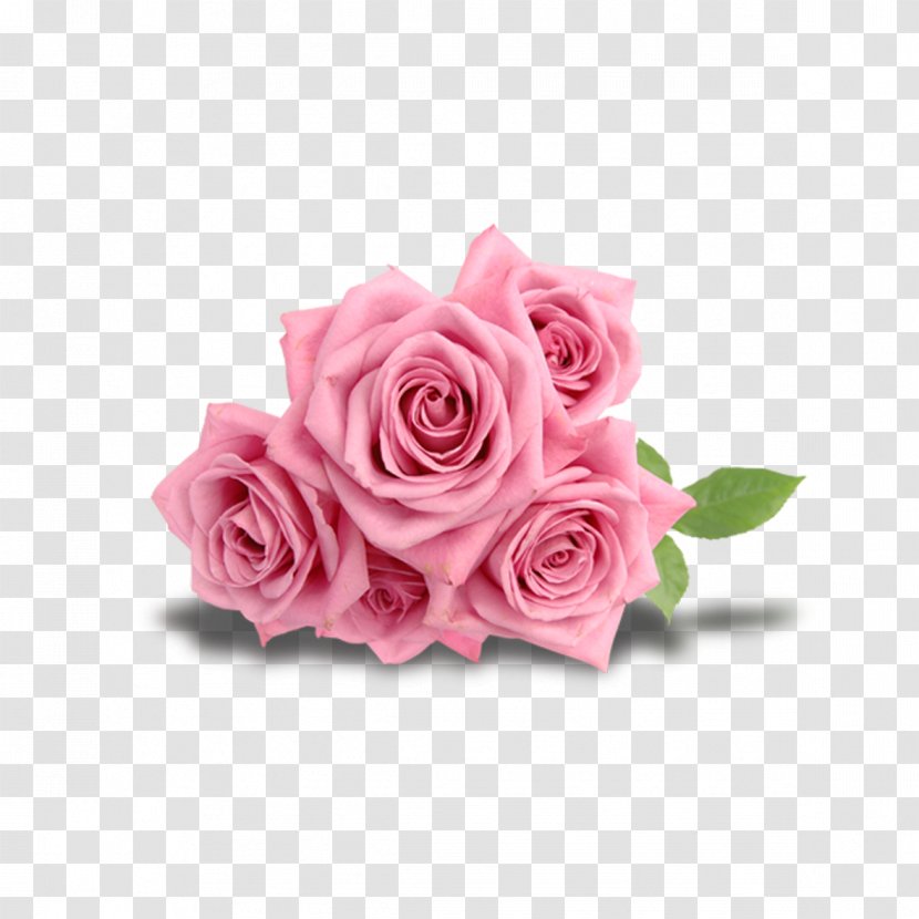 Beach Rose Flower Pink - Floral Design - Gift Transparent PNG