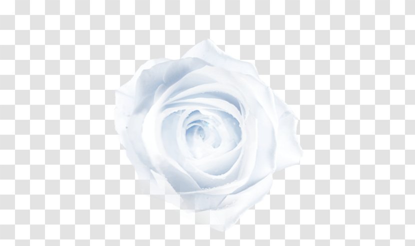 Blue Close-up Petal Pattern - White - Rose Transparent PNG