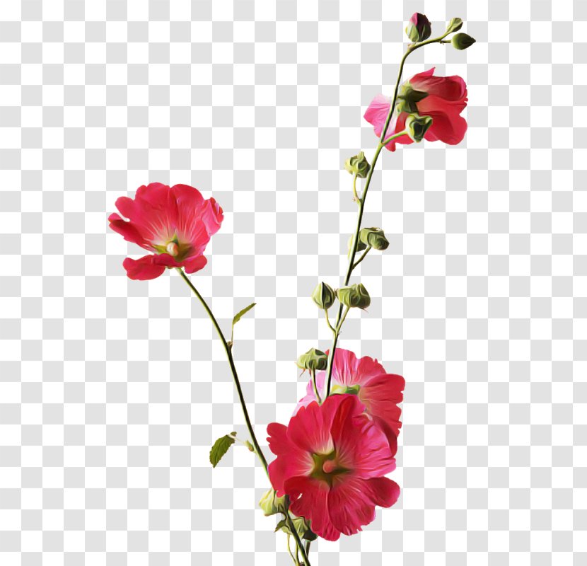 Flower Flowering Plant Petal Pink - Hollyhocks - Annual Family Transparent PNG