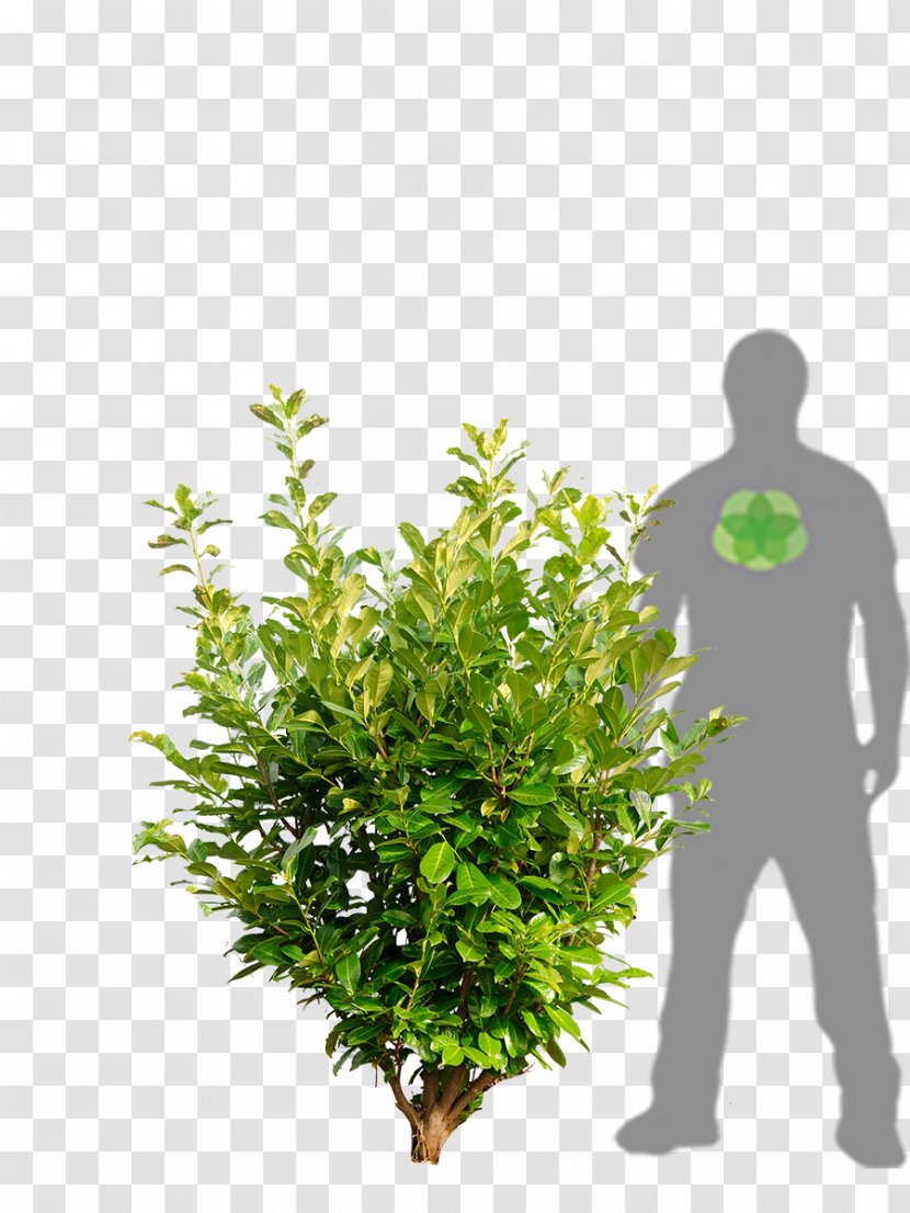 English Yew Cherry Laurel Bay European Beech Taxus Cuspidata - Tree Transparent PNG