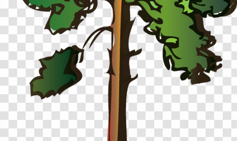 Clip Art Scots Pine Illustration Spruce Conifers - Cartoon Redwood Tree Transparent PNG