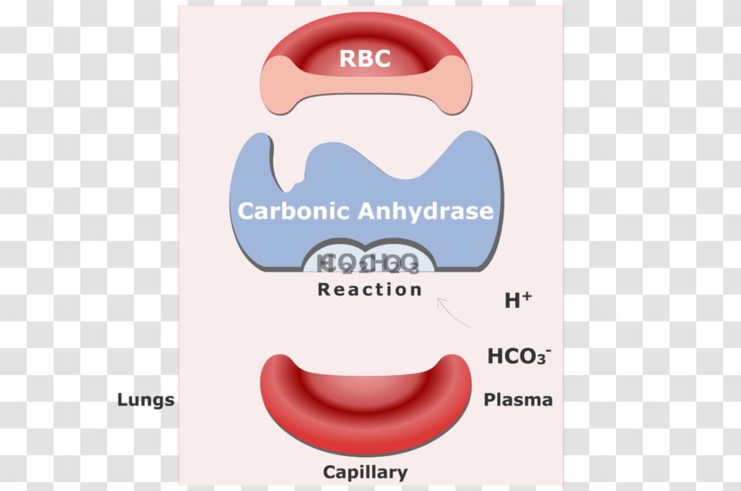 Bicarbonate Carbonic Anhydrase Red Blood Cell Carbon Dioxide Reversible Reaction Transparent PNG