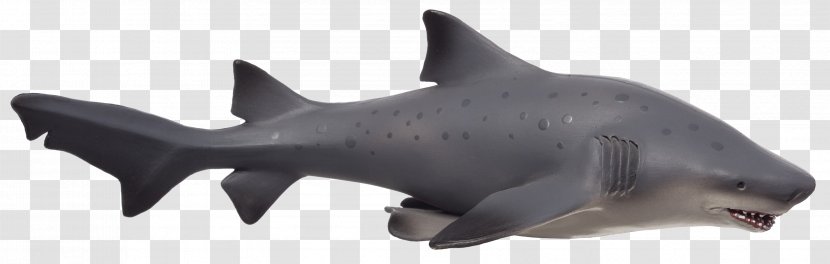 Requiem Sharks Bull Shark Marine Mammal Eared Seal Transparent PNG