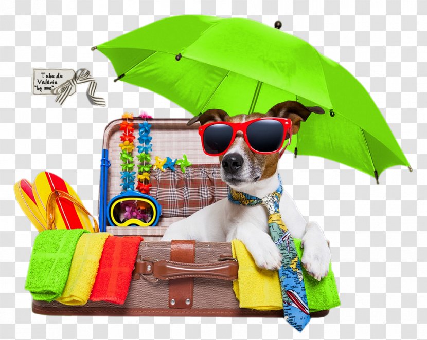 Vacation Jack Russell Terrier Puppy Pet Holiday - Summer Transparent PNG