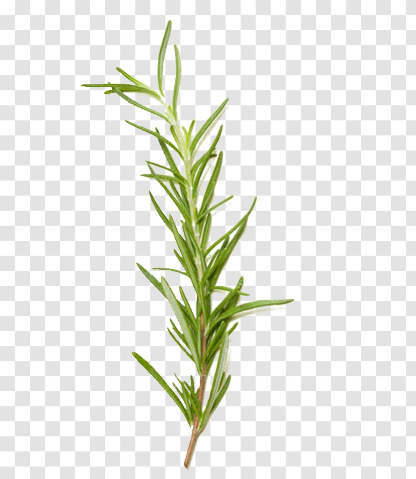 Rosemary Spice Herb European Cuisine Food - Branch - Grass Transparent PNG