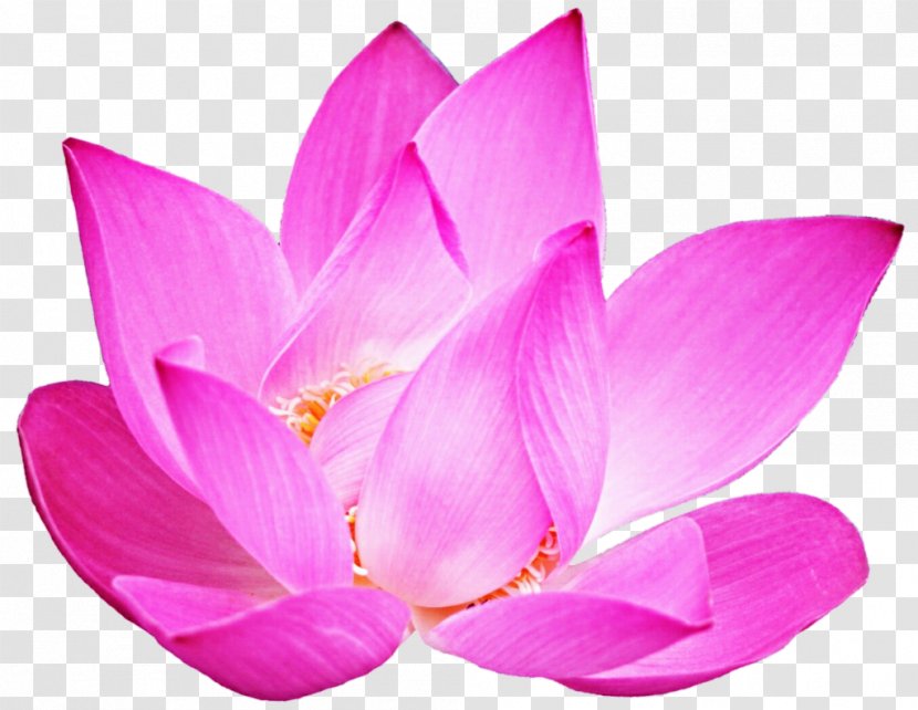Nelumbo Nucifera Aquatic Plants Proteales Nature - Plant - Pink Lotus In Full Bloom Transparent PNG