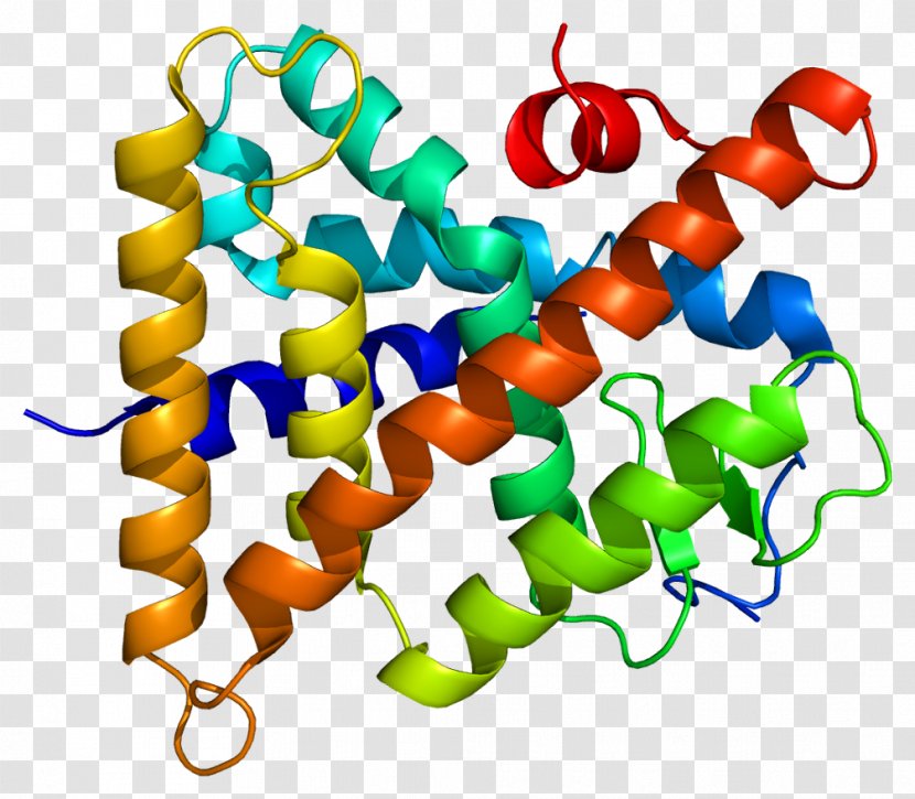 Hepatocyte Nuclear Factor 4 Gamma Factors Receptor Gene - Watercolor - Silhouette Transparent PNG