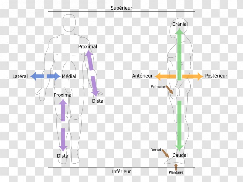 Human Anatomy Anatomical Terms Of Location Body Plane - Frame Transparent PNG