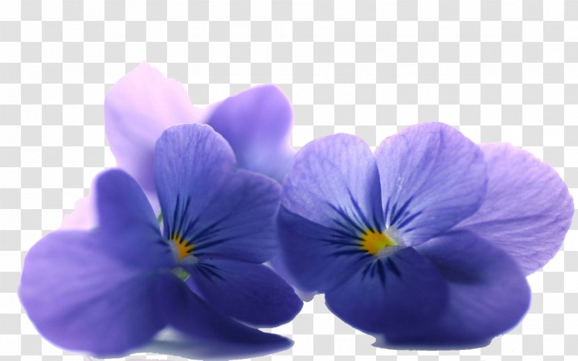 Flower Desktop Wallpaper Petal Violet Blue - Pansy - Plant Transparent PNG