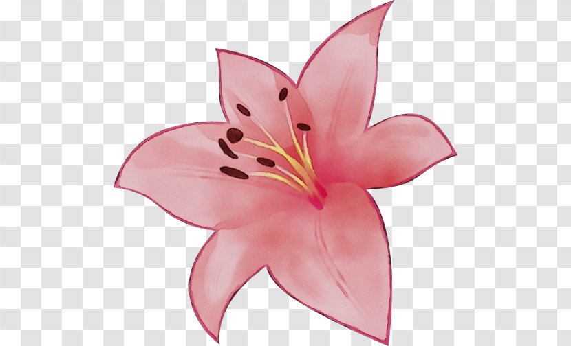 Lily Petal Pink Flower Plant - Daylily - Family Transparent PNG