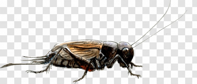 Cockroach Insect Weevil Pollinator Scarab - Tettigonia Viridissima Transparent PNG