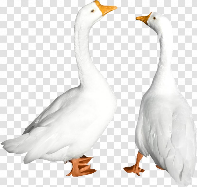 Duck Goose Cygnini Bird - Swan - Animals Transparent PNG