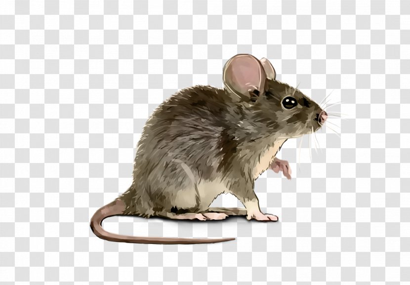 Rat House Mouse Gerbil Pest - White Footed Mice Lower Keys Marsh Rabbit Transparent PNG