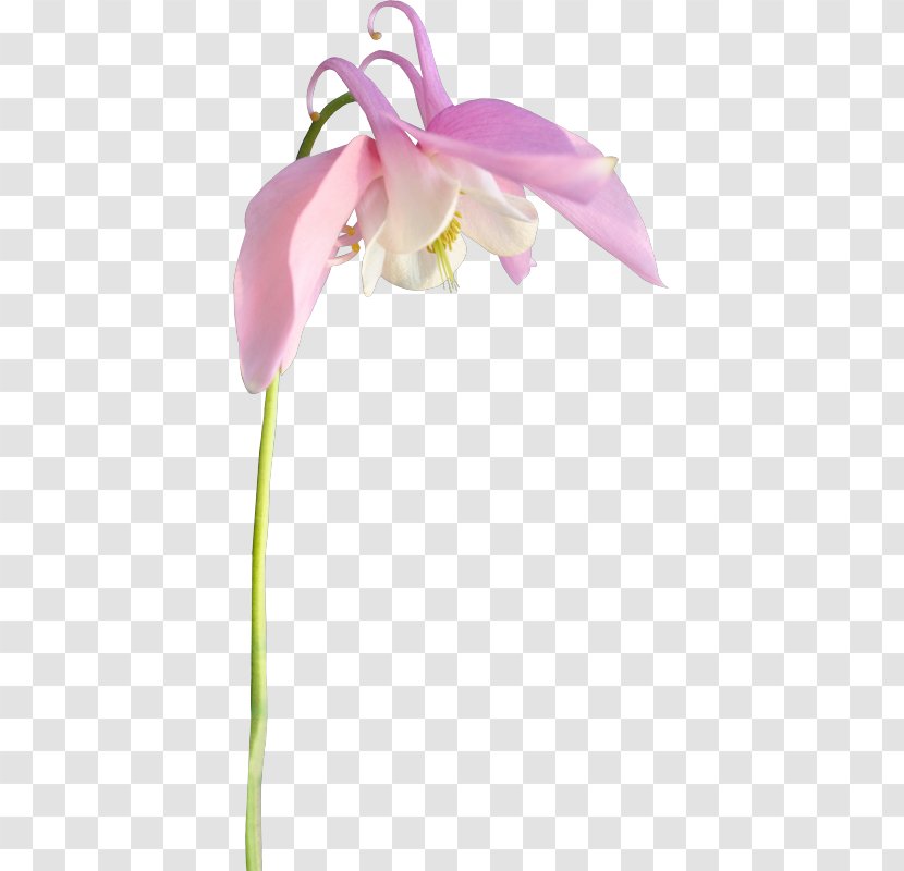 Cut Flowers Diary LiveInternet - Pink - Flower Transparent PNG