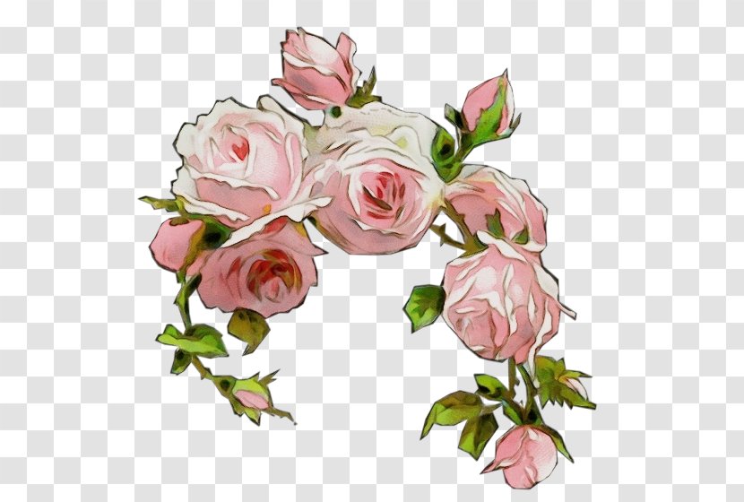 Garden Roses - Hybrid Tea Rose - Family Transparent PNG