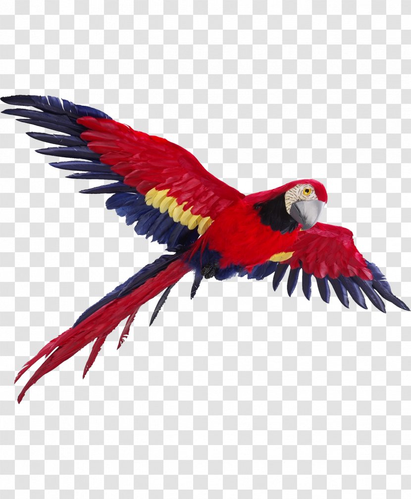 Parrot Bird Flight Vertebrate Macaw - Color - Cilling Transparent PNG