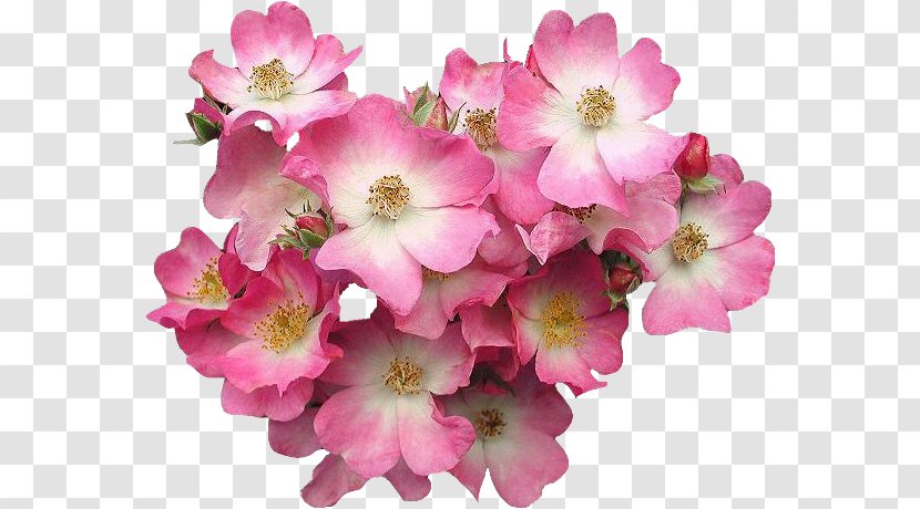 Pink Flowers Clip Art - Gift - Flower Transparent PNG