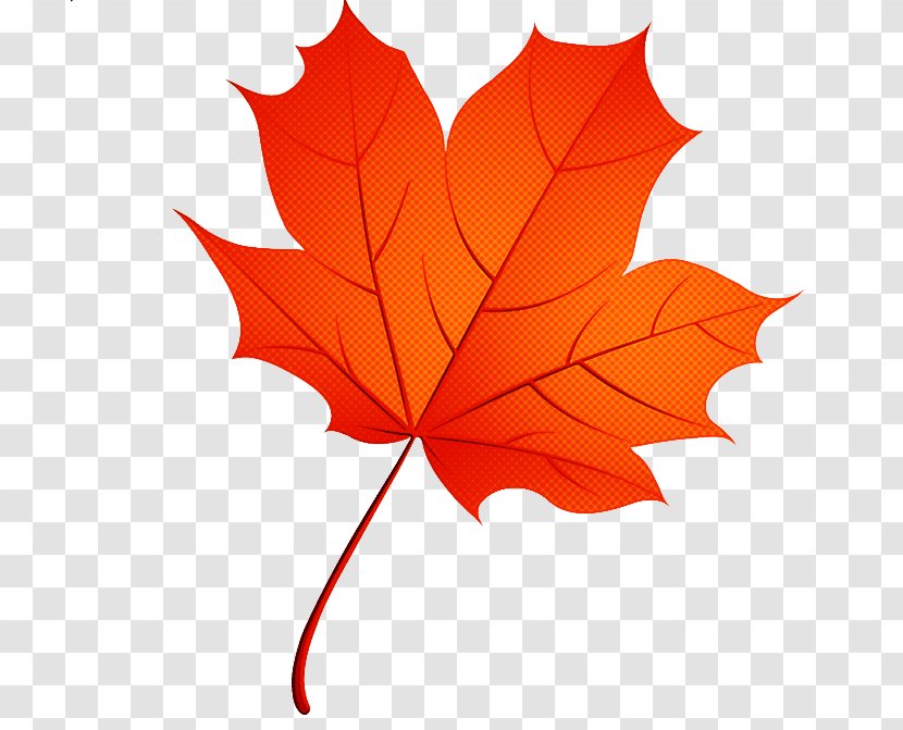 Maple Leaf - Orange - Deciduous Transparent PNG