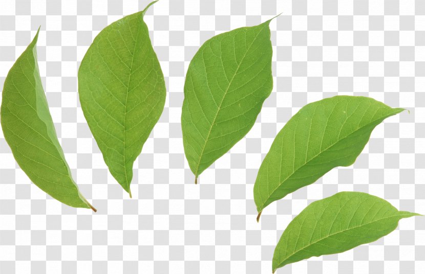 Leaf Tea Green Euclidean Vector - Leaves Picture Transparent PNG