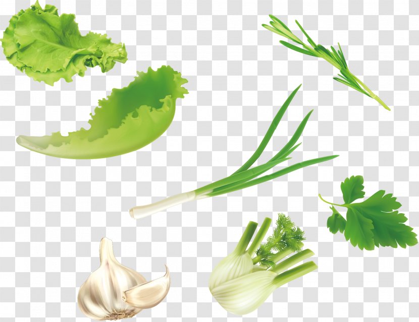 Leaf Vegetable U7dd1u9ec4u8272u91ceu83dc Salad - Green - Vector Vegetables Lettuce Parsley Garlic Transparent PNG