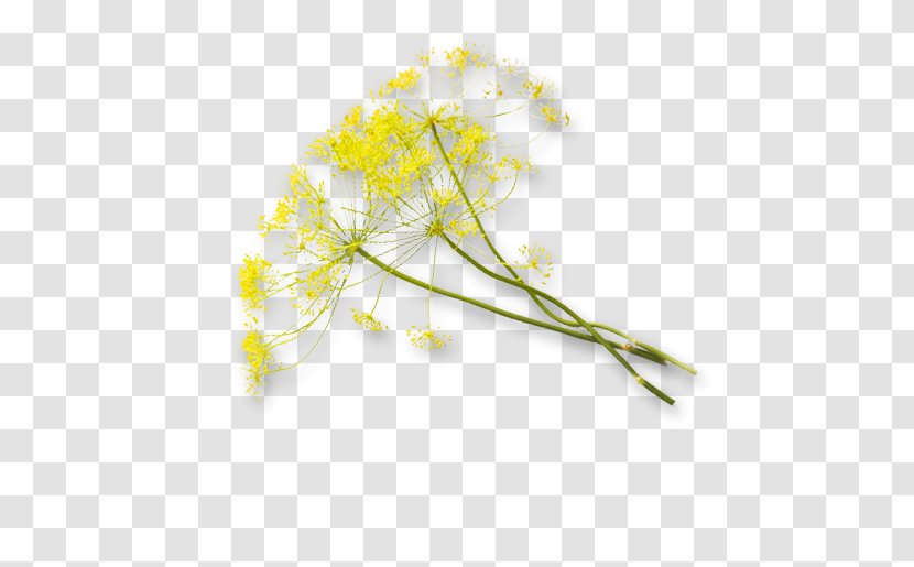 Flowering Plant Stem - Fennel Transparent PNG