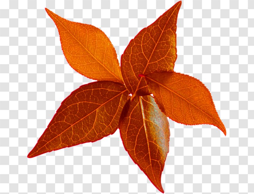 Leaf Autumn Leaves LiveInternet Clip Art Transparent PNG