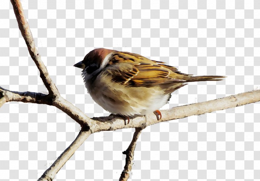 Bird House Sparrow Beak Emberizidae - Finch Swamp Transparent PNG