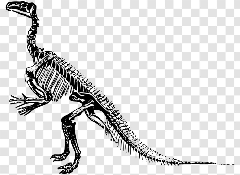 Tyrannosaurus Velociraptor Skeleton Dinosaur Allosaurus - Organism Transparent PNG