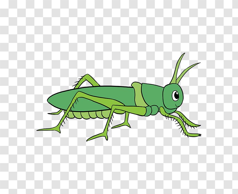 Grasshopper Insect Drawing Film Image - Mantidae Transparent PNG