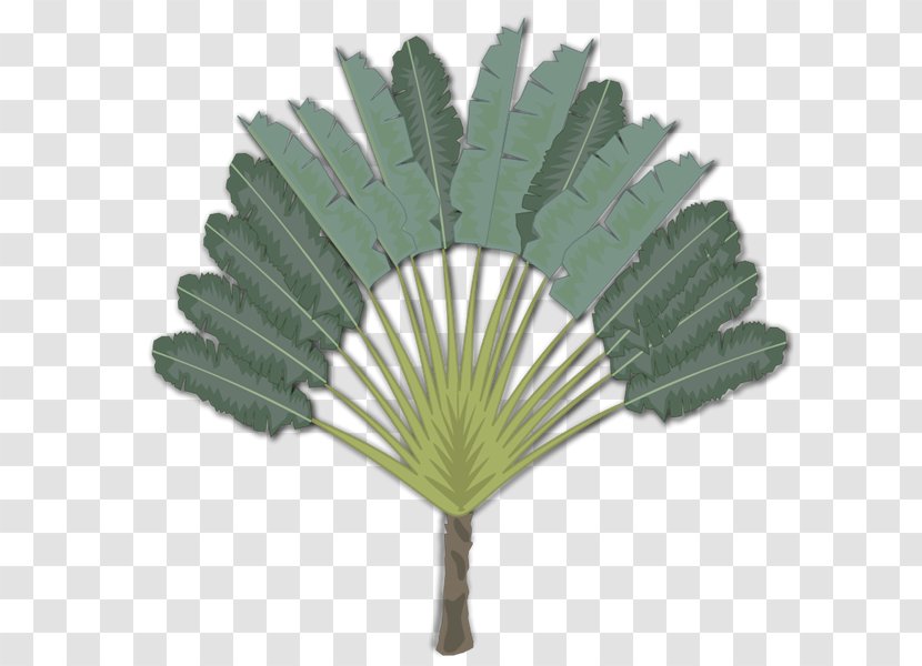 Madagascar Tree Arecaceae Ravenala Clip Art - Arecales - Palm Leaf Transparent PNG