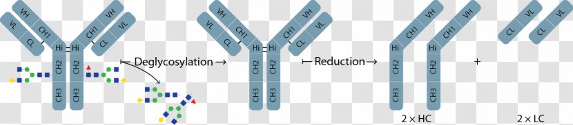 Monoclonal Antibody Glycan Structure Mass Spectrometry - Cartoon - Frame Transparent PNG