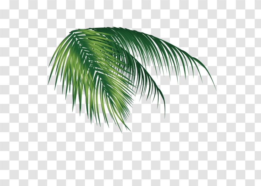 Coconut Leaf - Leaves Transparent PNG