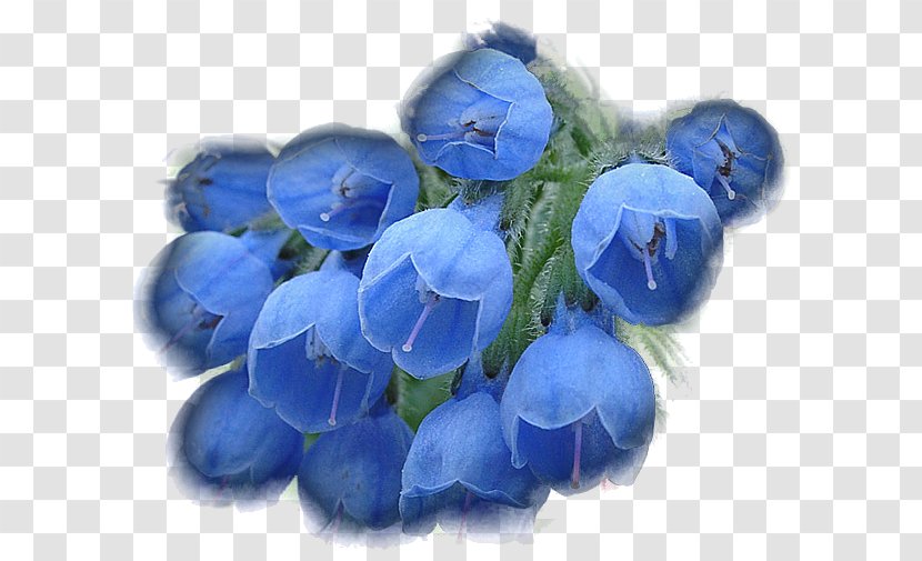 Tenor Flower Animaatio - Blue Transparent PNG