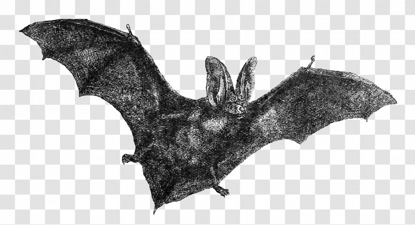 Bat Drawing Clip Art - Animal - Vampire Transparent PNG