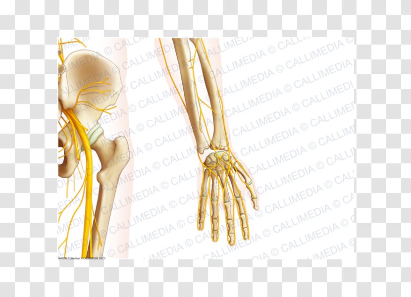 Finger Organism Nerve - Silhouette - Cartoon Transparent PNG