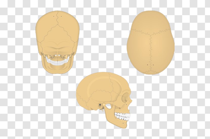 Parietal Bone Anatomy Skull Lobe Transparent PNG